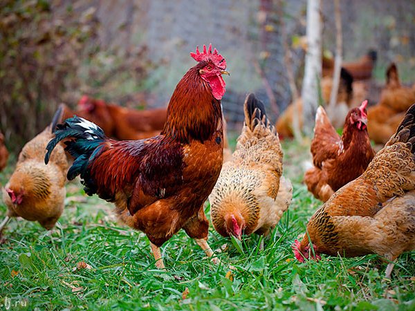 Породы куриц | ЗооТом - продажа, вязка и услуги для животных в Шали