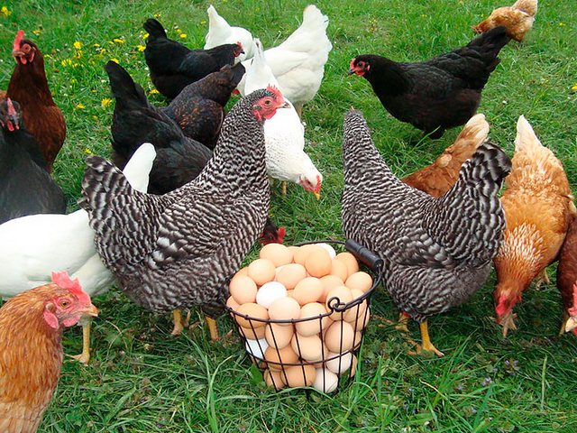 Содержание кур и уход за ними | ЗооТом - продажа, вязка и услуги для животных в Шали