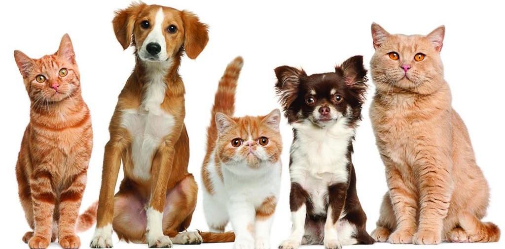Доска объявлений о животных | ЗооТом - продажа, вязка и услуги для животных в Шали