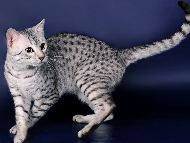 Породы кошек в Шали | ЗооТом портал о животных