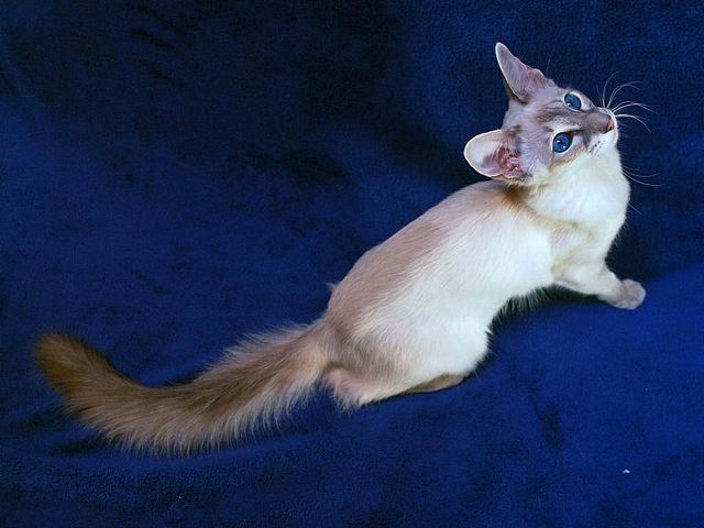 Выведенные породы кошек в Шали | ЗооТом портал о животных