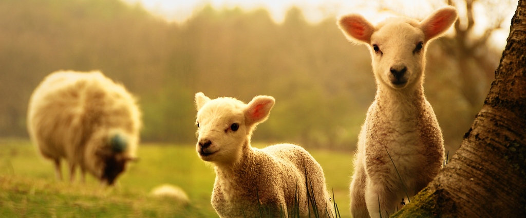 Объявления о сельскохозяйственных животных | ЗооТом - продажа, вязка и услуги для животных в Шали