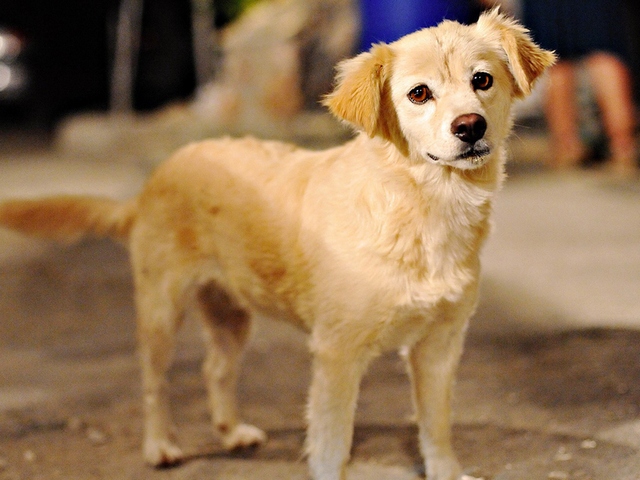 Породы собак в Шали | ЗооТом портал о животных