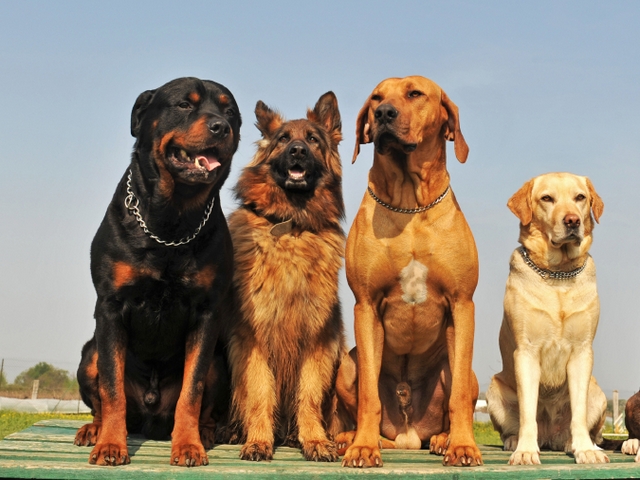 Крупные породы собак в Шали | ЗооТом портал о животных